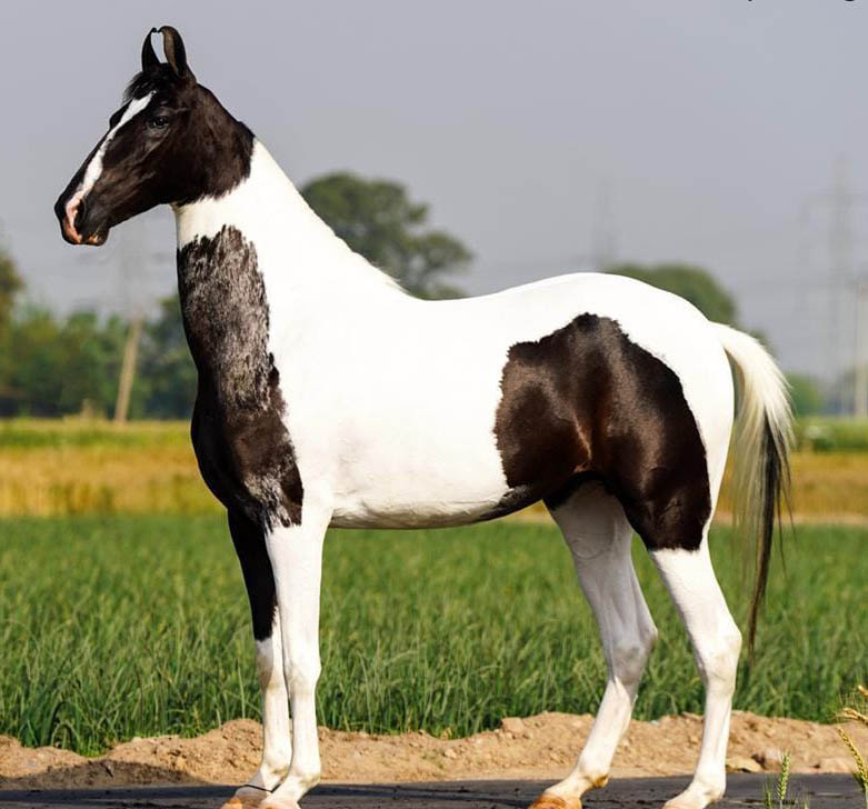 Marwari Horse For Sale